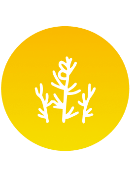 Feito da planta Rooibos