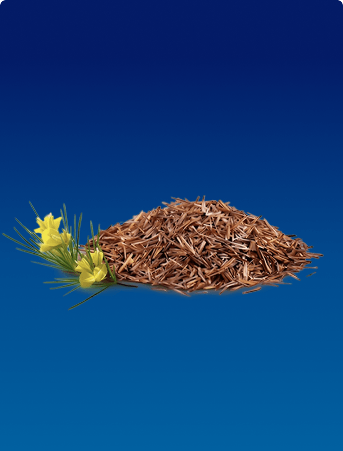 Feitos com a planta Rooibos